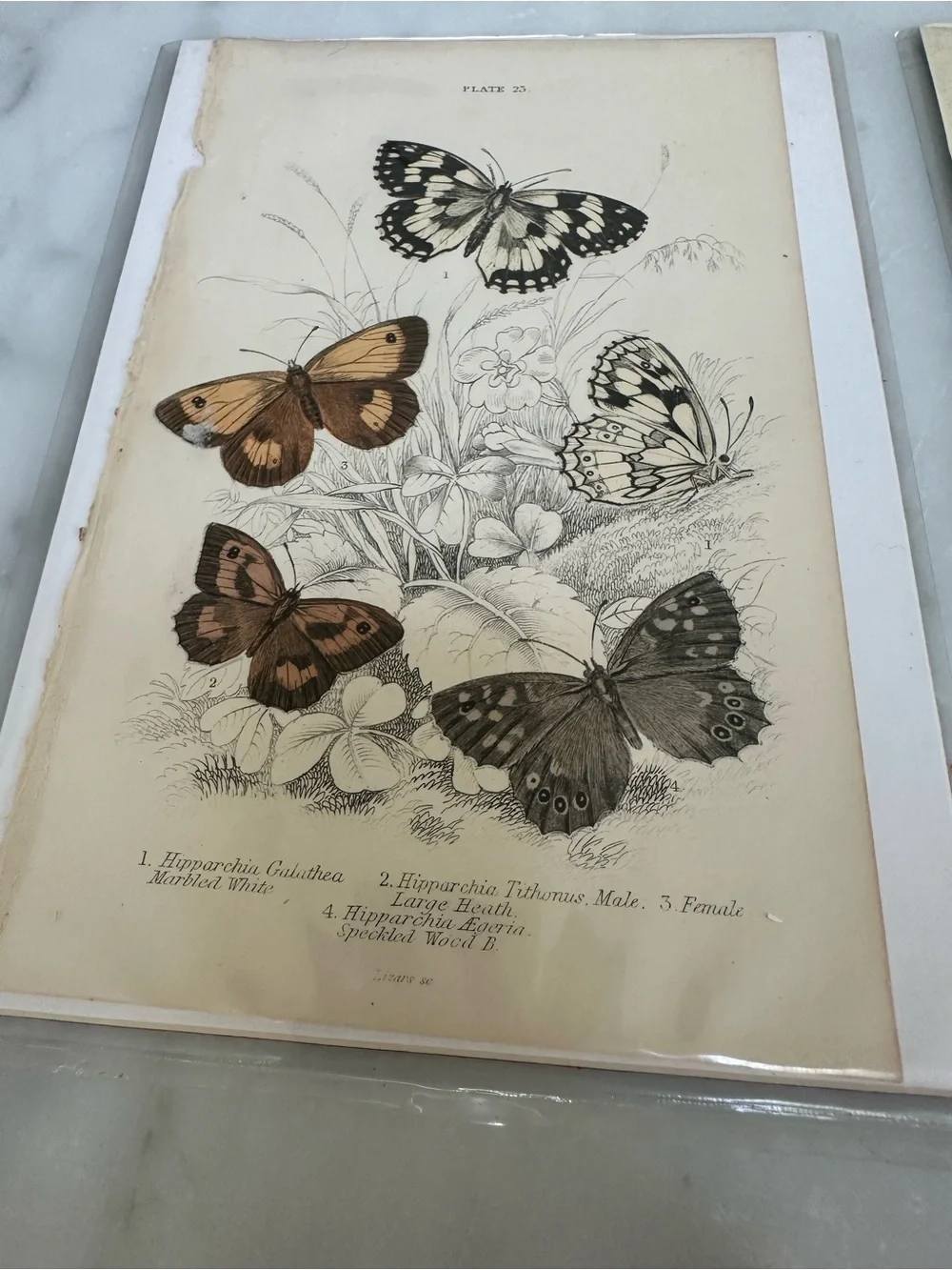 1800s Jardines Natural History Butterfly Chromolithograph Prints 4x6.5”